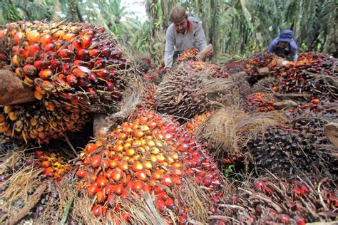 Jangan bangga dengan gajimu yang besar Lowongan Kerja Perusahaan Perkebunan Kelapa Sawit Di ...