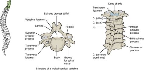 Tried to convert 'shape' to a tensor and failed. Bones - Advanced Anatomy 2nd. Ed.