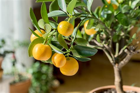 Best Grow Light For Indoor Citrus Trees