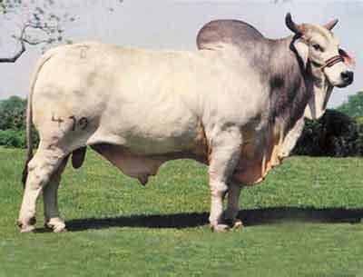 Here you can explore hq brahman cattle transparent illustrations, icons and clipart with filter setting like size, type, color etc. Beef Breeds at The University of Findlay - StudyBlue