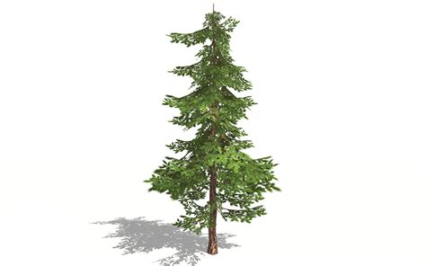 3d Model Pine Tree Realistic Turbosquid 1517326