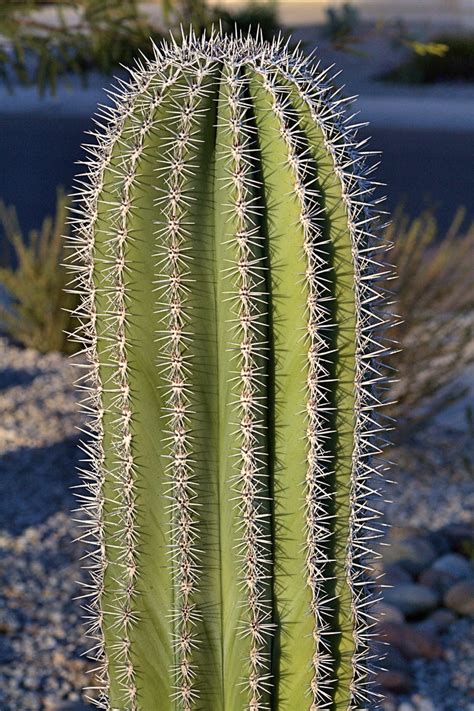 Cardón cactus, Pachycereus pringlei | The cardón cactus (Pac… | Flickr