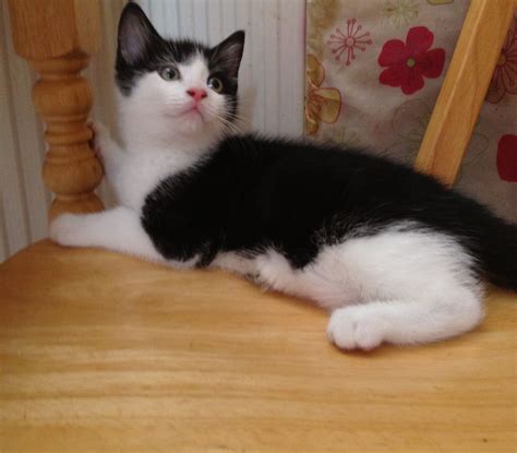 Cute Black And White Kittens For Sale Bolton Greater