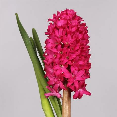 Hyacinths Jan Bos 28cm Wholesale Dutch Flowers Florist Supplies UK