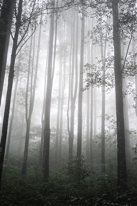 Foggy Tropical Forest Indonesia Tropical Forest Enchanted Wood