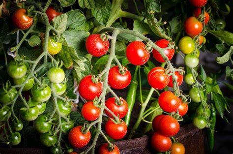 Aprenda Como Plantar Tomate De Forma Eficaz E Simples
