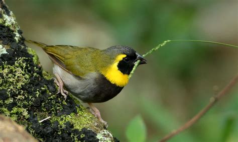 Cuba Bird Survey December 2016 Caribbean Conservation Trust
