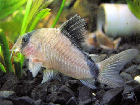Cory Catfish Species For Freshwater Aquariums