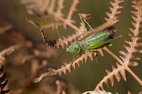 green cricket brian dorey gallery