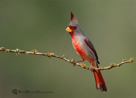 A Red And Gray Bird Sitting On Top Of A Tree Branch