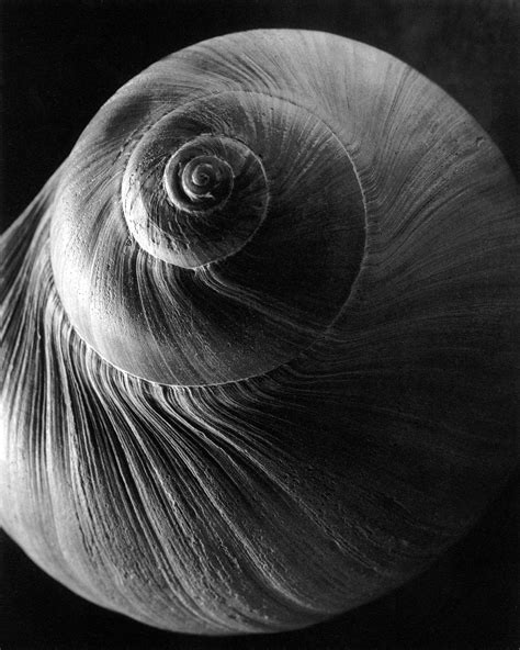 Edward Steichen Spiral Shell 1921 Edward Steichen History Of