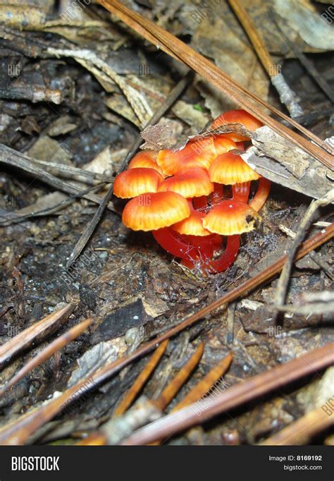 Alabama Mushrooms Image And Photo Free Trial Bigstock
