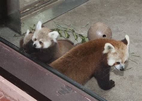 Red Panda Cubs At Smithsonians National Zoo Named For Sto