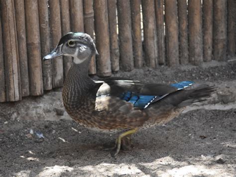 Aix Sponsa North American Wood Duck In Zoos