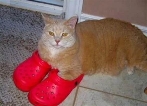 Ten Fashionable Cats Wearing Their Human Owners Shoes