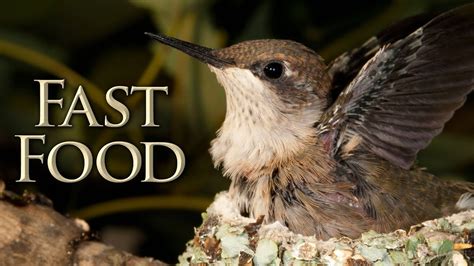 Fast food close at 11. Hummingbird Fast Food - YouTube