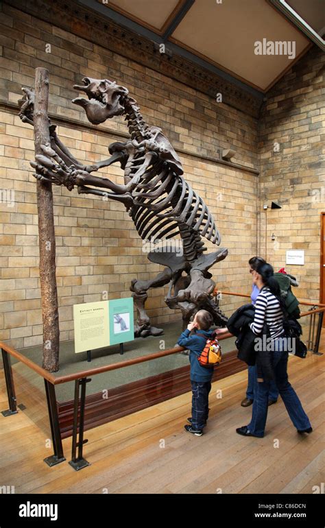 South American Giant Sloth Skeleton In The London Natural History