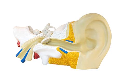 Ear Drum Stock Photos Pictures And Royalty Free Images Istock