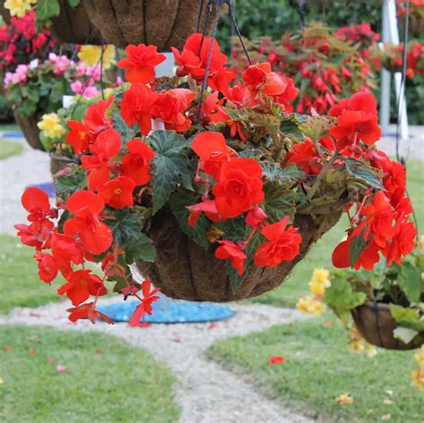 How Many Begonia Shades In A Hanging Basket Practical