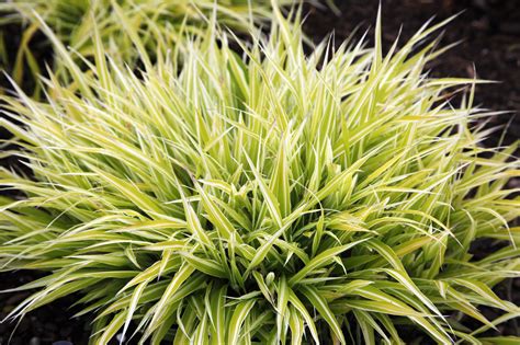Ornamental Grass Spacing How Far Apart Should You Plant Craftsmumship