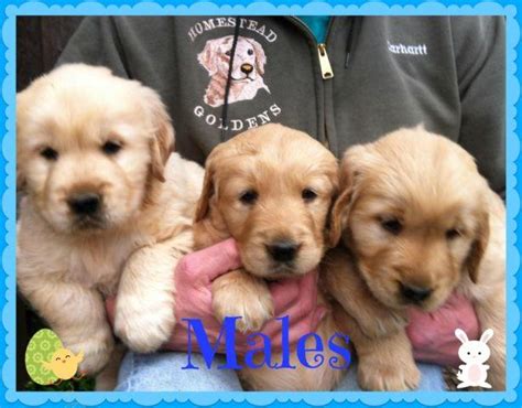 Before you bring home a new golden retriever puppy, there's a lot to evaluate. AKC ENGLISH CREME-AMERICAN GOLDEN RETRIEVER PUPPIES for ...