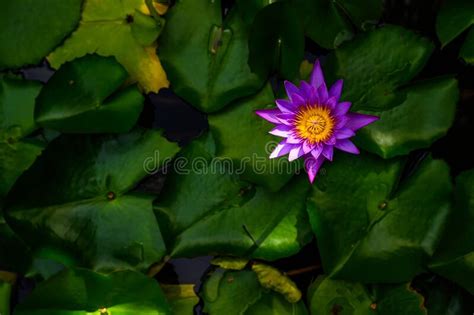 Blooming Blue Water Lily An Exotic Aquatic Plant In A Natural