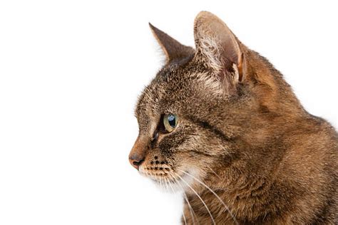 Best Domestic Cat Tabby Brown Profile Stock Photos Pictures And Royalty