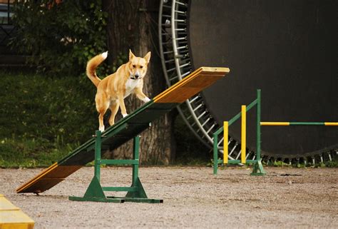 10 Questions to Ask Before Taking a Dog Agility Training Class ...