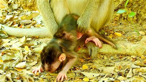 Beautiful Newborn Baby Monkey Look Cute Baby Monkeys