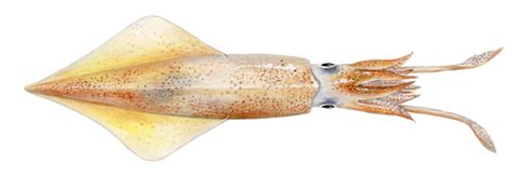 Swordtip squid | Asociación Conxemar