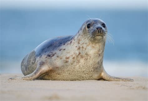 Common Or Harbour Seal Peoples Trust For Endangered Species