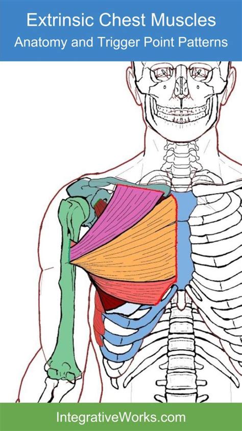 Chest Muscle Anatomy Diagram Frontal View Of Male Chest And Abdominal