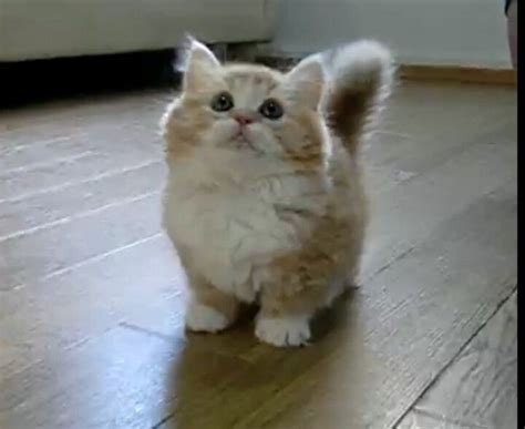 356 Best Images About Munchkin Cats On Pinterest Cats