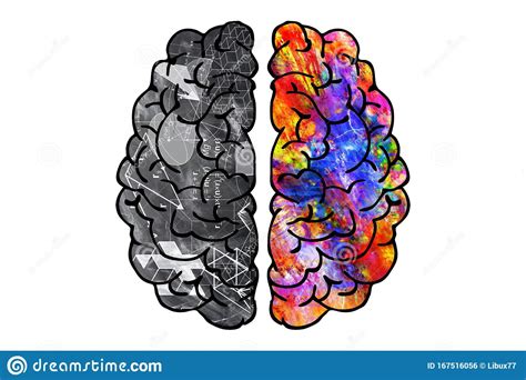 Illustration Of Human Brain Rational Hemisphere And Creative One Stock