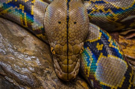 Reticulated Python By Shani Cohen
