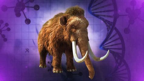 Bringing Back The Woolly Mammoth Should Scientists Clone The Mammoth