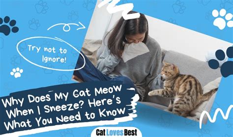 Why Does My Cat Meow When I Sneeze Heres What You Need To Know