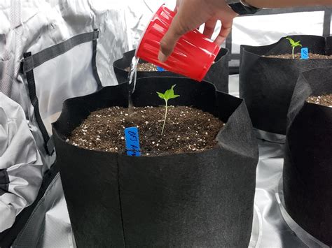 How To Water A Cannabis Seedling In A Big Pot Grow Weed Easy
