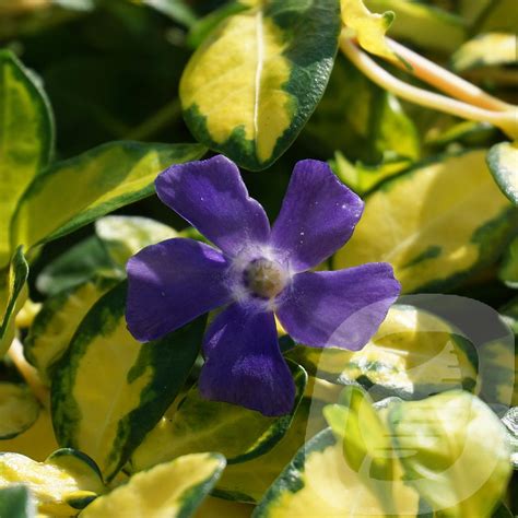 Vinca Minor Illumination Plantor