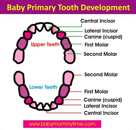 Baby Primary And Permanent Tooth Eruption Chart Babymommytime Top