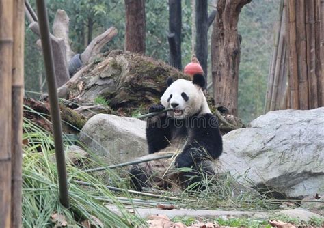 Giant Panda Is Eating Bamboo Bifengxia Nature Reserve Sichuan