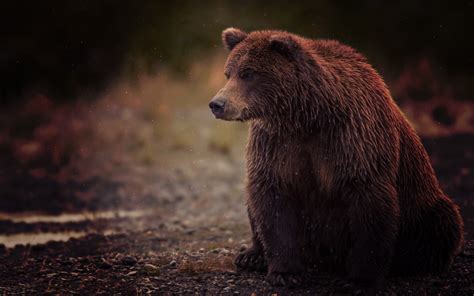 壁纸 棕色 野生动物 湿 晶须 大灰熊 棕熊 动物群 哺乳动物 脊椎动物 坐着 脚趾 1920x1200