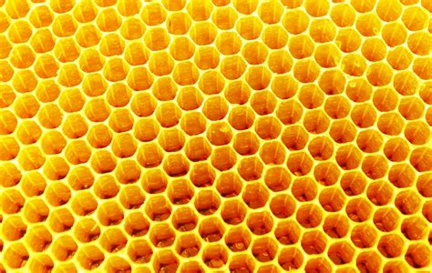 Honeycomb Fresh Honey In Comb Texture Honey Bee Images Bee Images