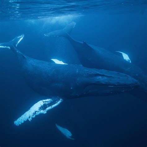 Humpback Whales Communicate With Songs Which Are A Complex Sequence