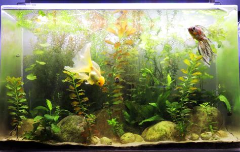 Marina Goldfish Aquarium Kits Mitews