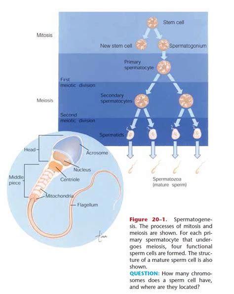 Meiosis Human Reproductive Systems