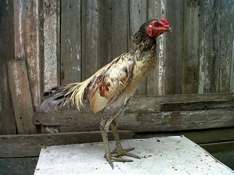 Panen anak ayam bangkok pamangon mangon. Ayam Birma 2020: Ciri - Ciri Ayam Burma Asli yang Bagus ...