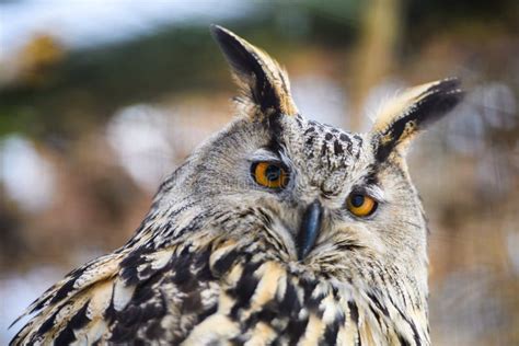 Owl Portrait Stock Image Image Of Wildlife Wild Face 156062839