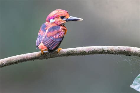 This Rare Kingfisher Will Bring Some Colour To Your Life Australian