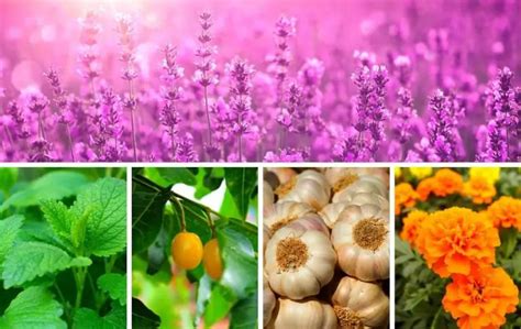 10 Medicinal Plants And Their Uses Slick Garden